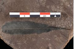 Foto (Detailansicht) von Sclerotium pustuliferum Heer (NHMW-GEO-2024-0188-0090a)